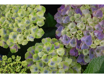 Hydrangea macrophylla