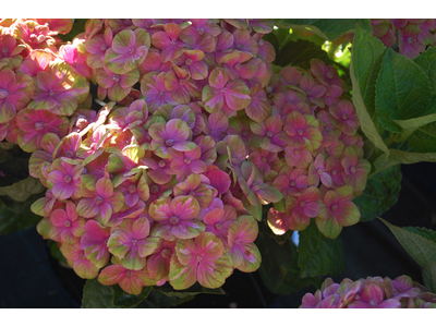 Hydrangea macrophylla
