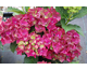 Hydrangea macrophylla Magical ® Four Seasons - Greenfire