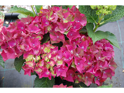 Hydrangea macrophylla