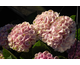 Hydrangea macrophylla Magical ® Four Seasons - Revolution