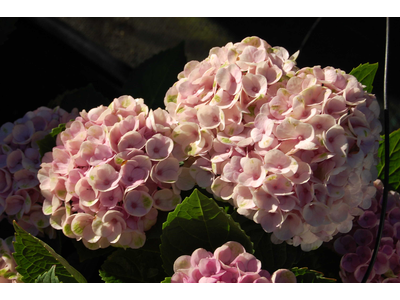 Hydrangea macrophylla