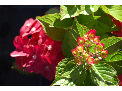 Hydrangea macrophylla