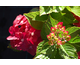 Hydrangea macrophylla Magical ® Four Seasons - Sapphire