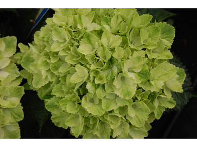 Hydrangea macrophylla
