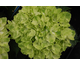 Hydrangea macrophylla Magical ® Four Seasons - Wings