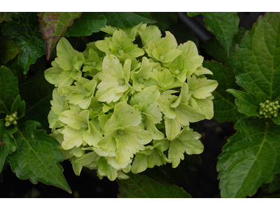 Hydrangea macrophylla