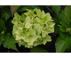 Hydrangea macrophylla Magical Jade ®