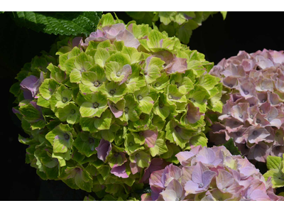 Hydrangea macrophylla