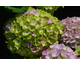 Hydrangea macrophylla Magical ® Four Seasons - Jewel