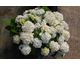 Hydrangea macrophylla Magical Pearl ®