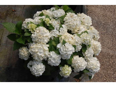 Hydrangea macrophylla