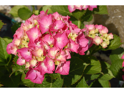 Hydrangea macrophylla