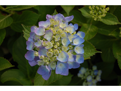 Hydrangea macrophylla