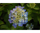 Hydrangea macrophylla Mathilde Gutges