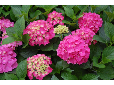 Hydrangea macrophylla