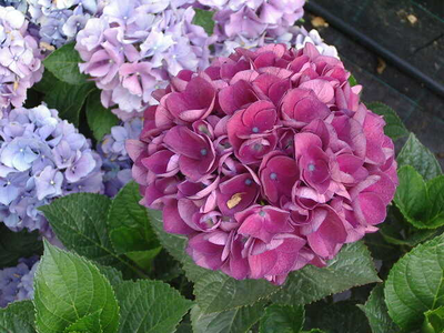 Hydrangea macrophylla