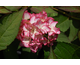 Hydrangea macrophylla