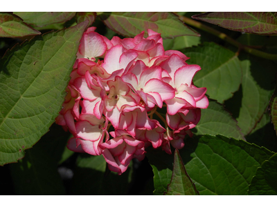 Hydrangea macrophylla