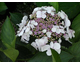 Hydrangea macrophylla