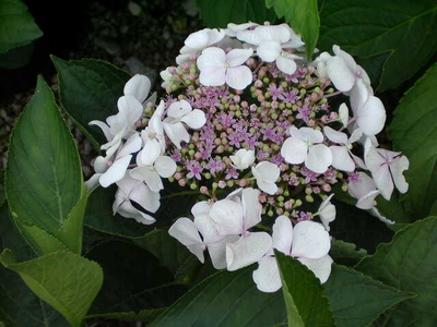 Hydrangea macrophylla