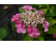 Hydrangea macrophylla