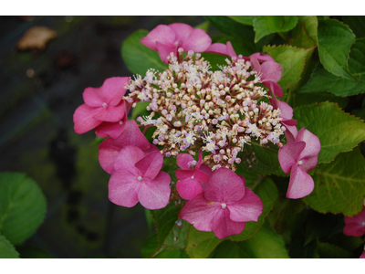 Hydrangea macrophylla