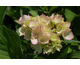 Hydrangea macrophylla