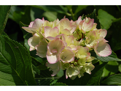 Hydrangea macrophylla