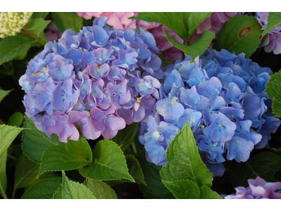 Hydrangea macrophylla