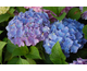 Hydrangea macrophylla Olbia