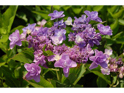 Hydrangea macrophylla