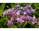 Hydrangea macrophylla Passion - serie You and Me