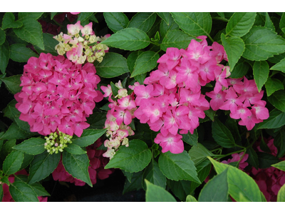 Hydrangea macrophylla