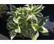 Hydrangea macrophylla Picta  Tricolor