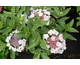 Hydrangea macrophylla Picta  Tricolor