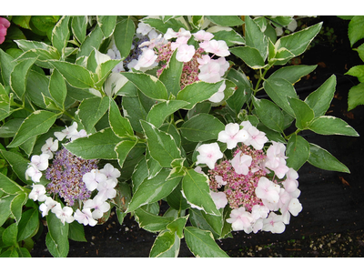 Hydrangea macrophylla