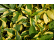 Hydrangea macrophylla Pirate's Gold