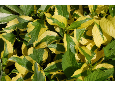 Hydrangea macrophylla