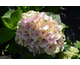 Hydrangea macrophylla Rembrandt Elegant Rose