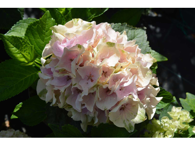 Hydrangea macrophylla