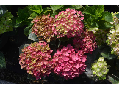 Hydrangea macrophylla