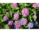 Hydrangea macrophylla Renate Steiniger