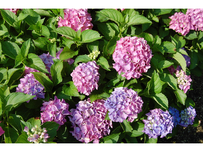 Hydrangea macrophylla