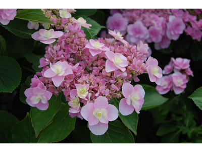 Hydrangea macrophylla