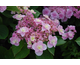 Hydrangea macrophylla