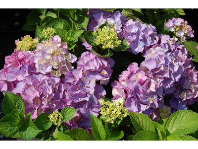 Hydrangea macrophylla