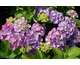 Hydrangea macrophylla Rosita