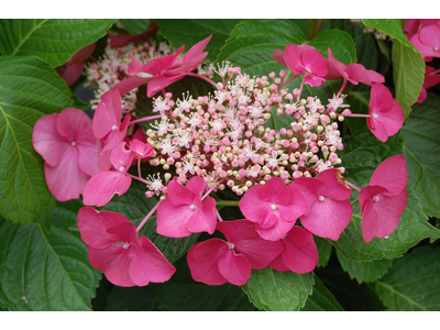 Hydrangea macrophylla