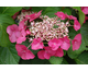 Hydrangea macrophylla Rotschwanz